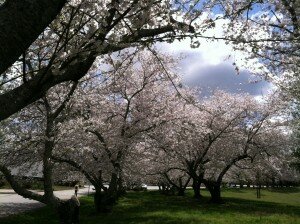 cherry blossoms 2015 rockdale